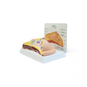 Seno corte transversal