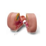 Modelo educativo de la vulva con utero