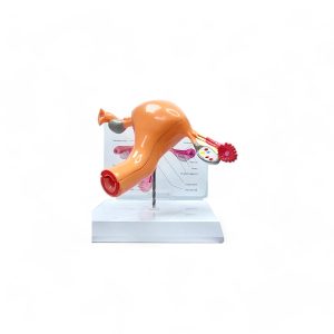 20240324_160627-Photoroom-Photoroom