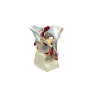 Aparato Reproductor Masculino-Photoroom