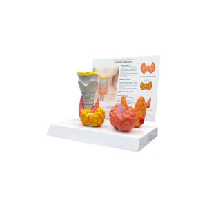 Modelo Tiroides22-Photoroom