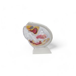 Vulva transparente blanca-Photoroom