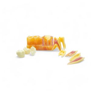 modelo muela desarmable