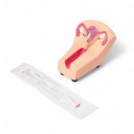 Modelo anatómico para inserción y retiro DIU