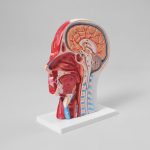 Modelo Anatómico de Cabeza Corte Cerebral