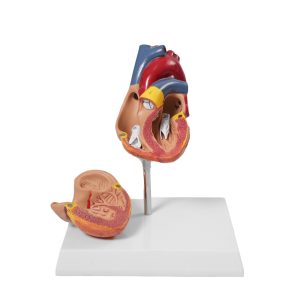 Modelo anatómico del corazón humano seccionado: enseñanza detallada sobre la estructura y función cardiovascular