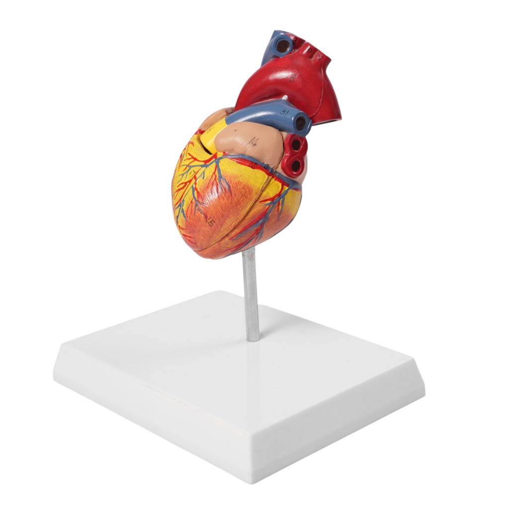 Modelo anatómico del corazón humano seccionado: enseñanza detallada sobre la estructura y función cardiovascular