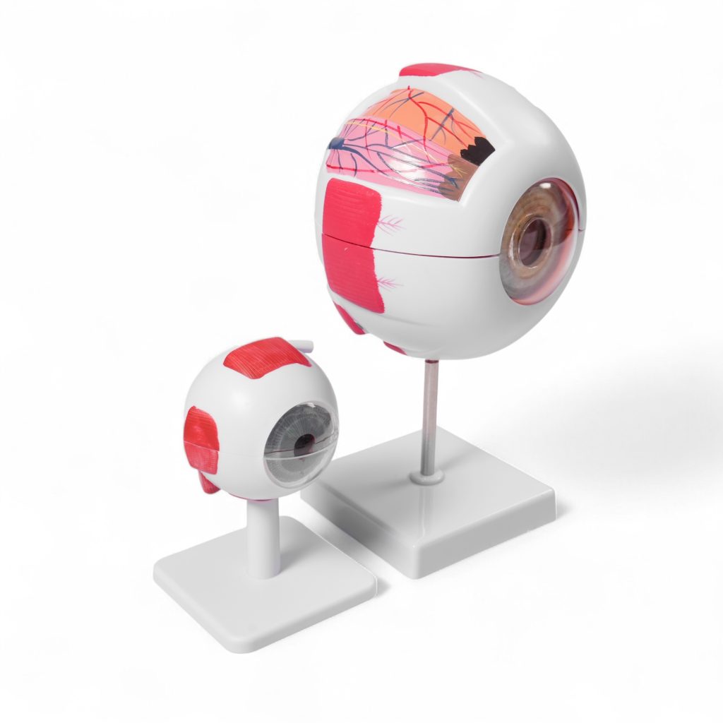 Modelo anatómico del ojo humano ampliado: representación detallada de la estructura ocular para educación médica y optometría