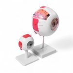 Modelo anatómico del ojo humano ampliado: representación detallada de la estructura ocular para educación médica y optometría